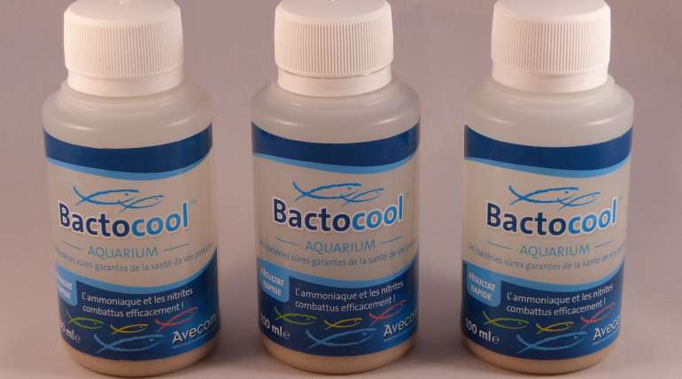 BACTOCOOL : des bactéries sures garantes de la santé de vos poissons